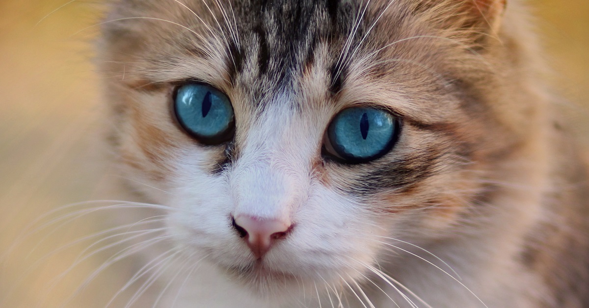 Questo gattino è l’aiutante perfetto di casa, ciò che fa nel video vi lascerà tutti a bocca aperta