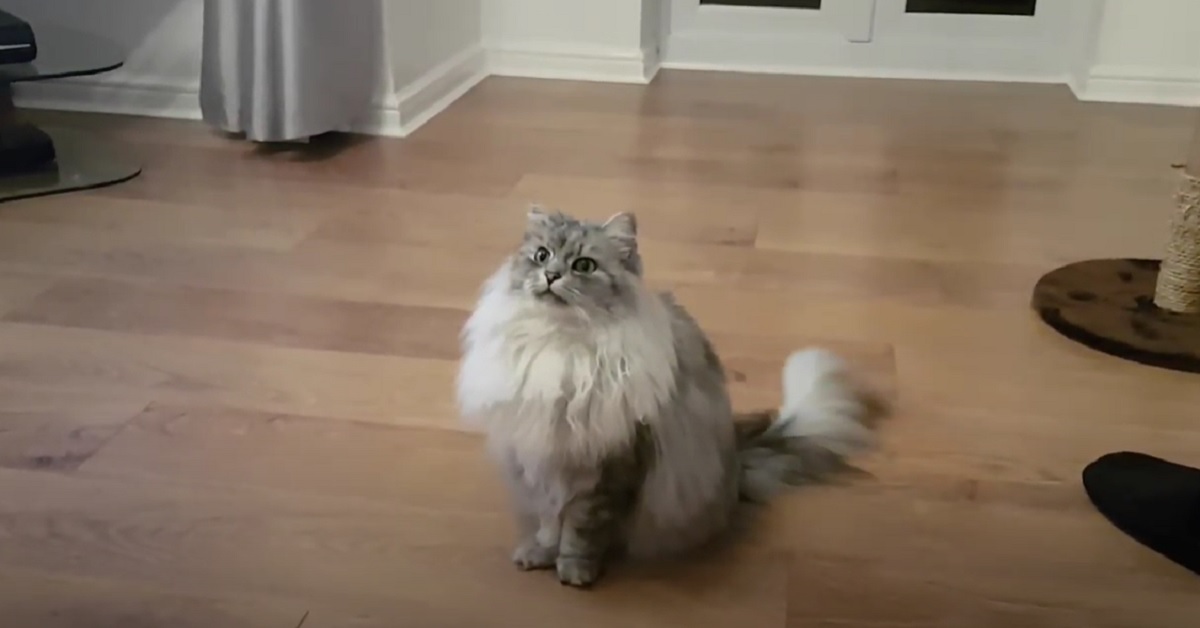 Questo gattino Siberiano riesce a fare delle acrobazie spettacolari, il video è da rimanere a bocca aperta