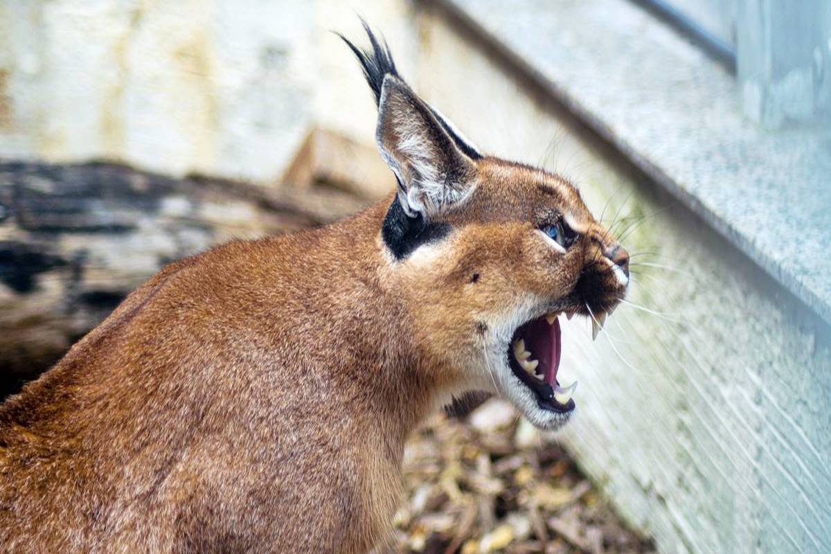 caracal quasi spaventoso