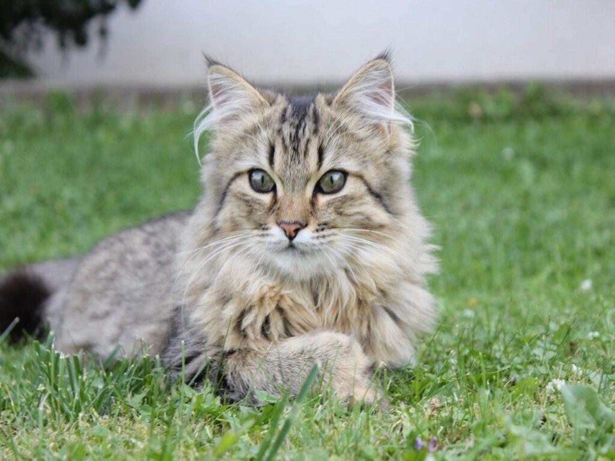 gatto foreste norvegesi