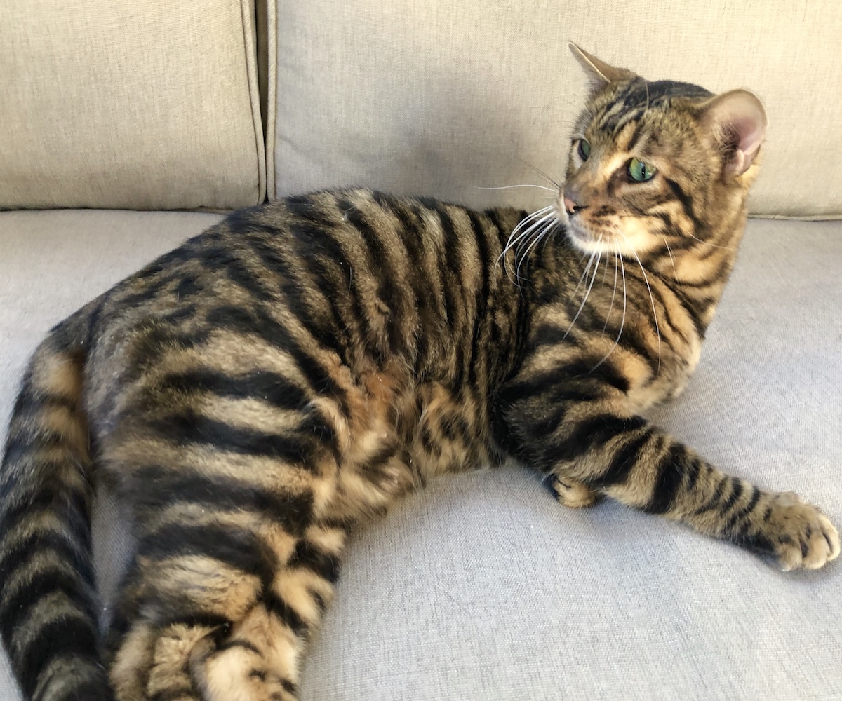 gatto toyger 