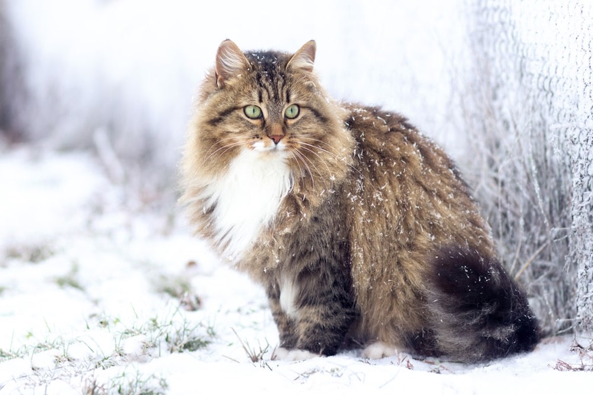 gatto sulla neve