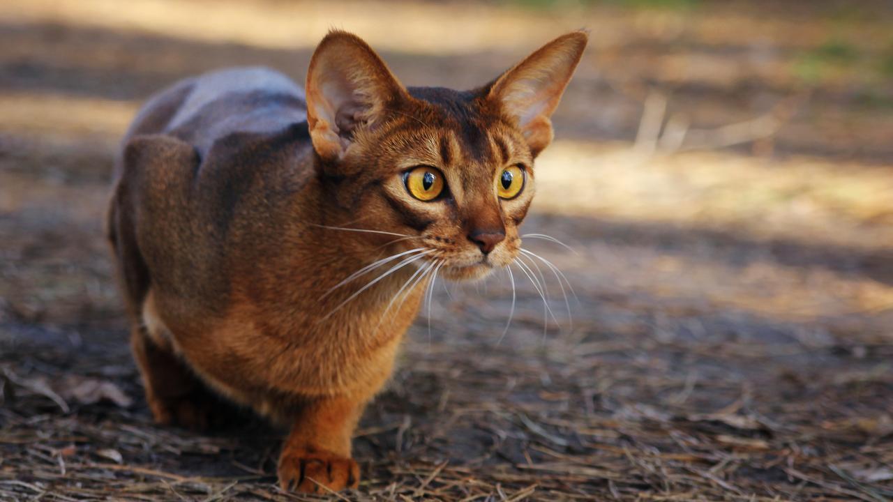 gatto occhi gialli