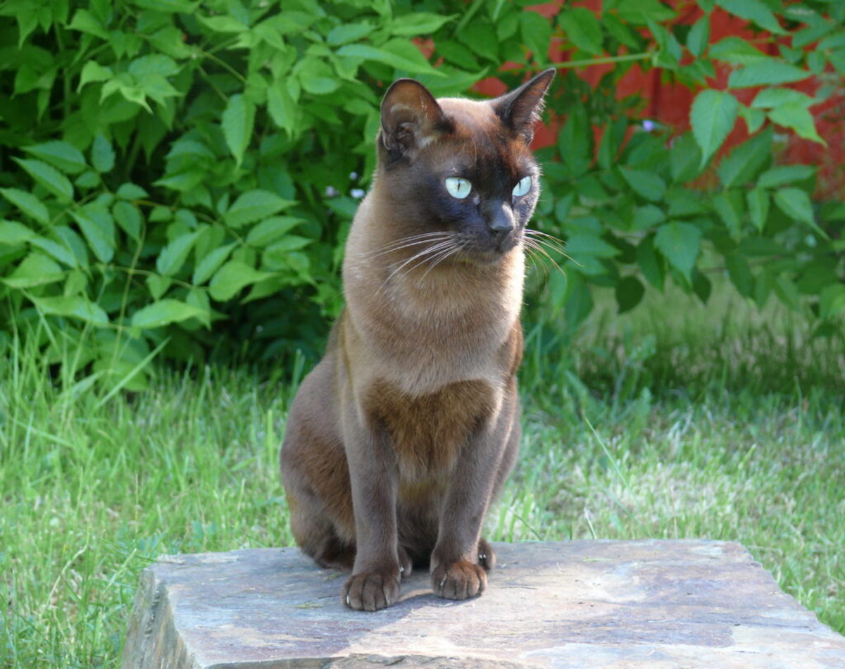 burmese sguardo intenso