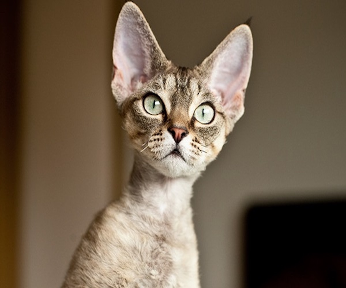 devon rex occhi grandi