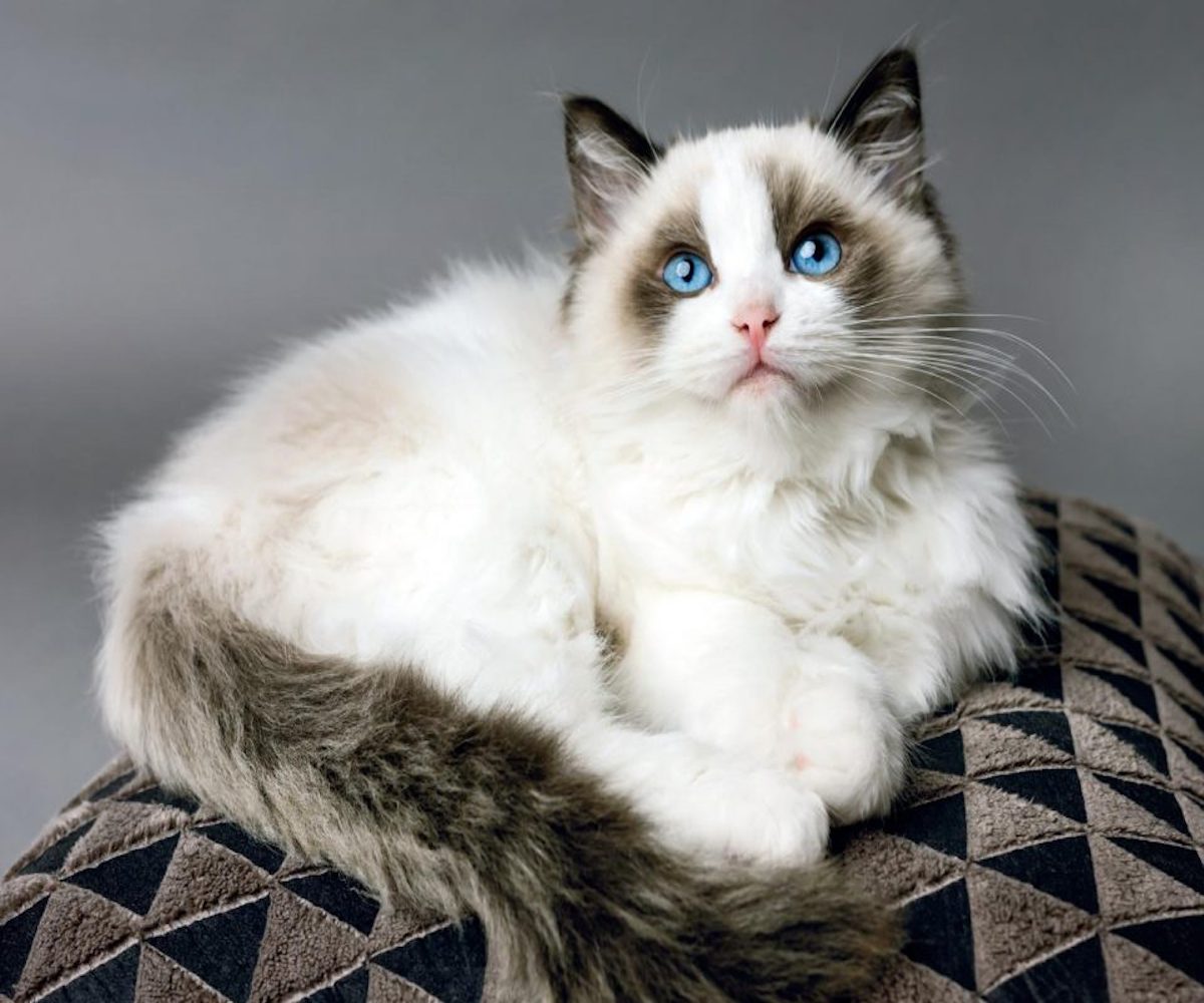 ragdoll pelo morbido