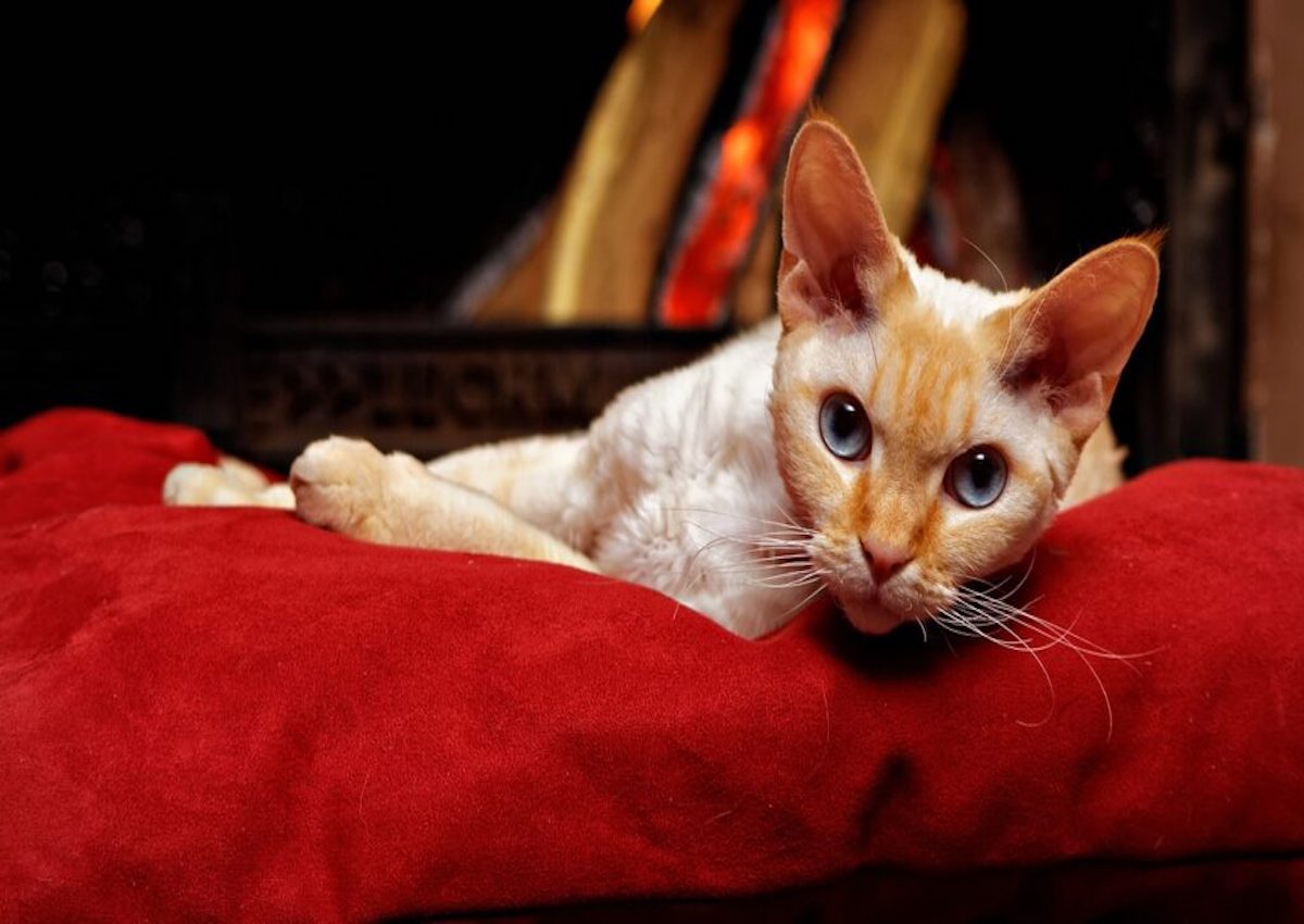 devonrex occhi blu