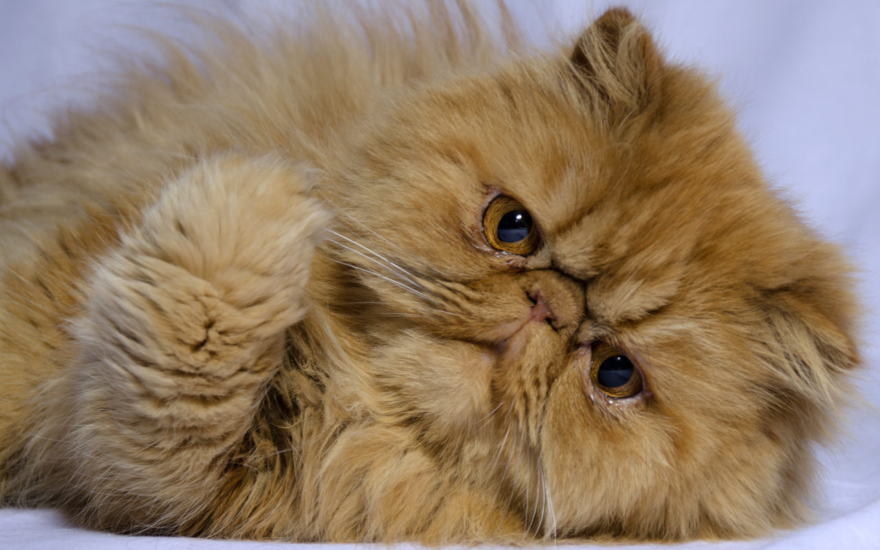 gatto persiano dolce