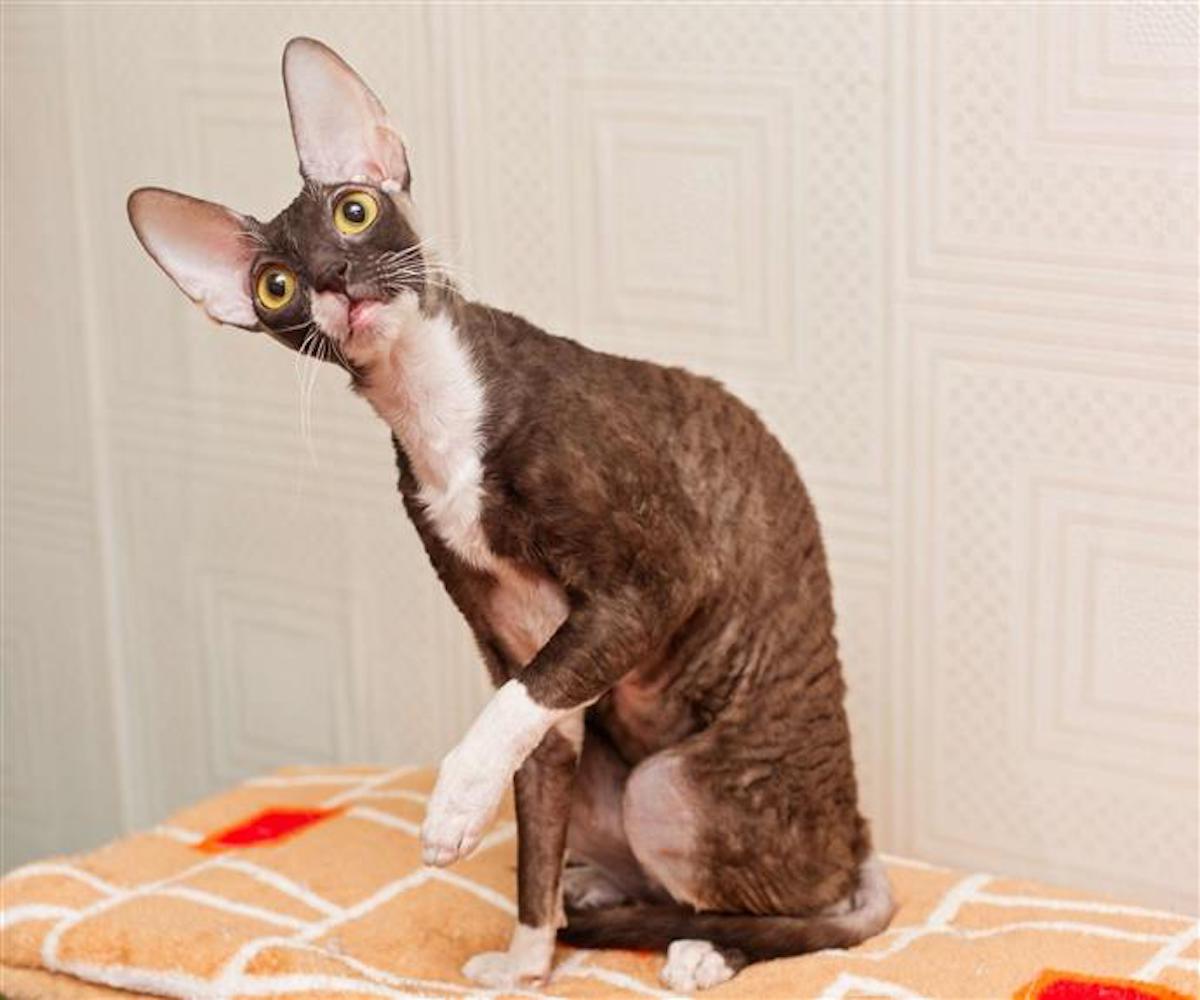 cornish rex sguardo buffo