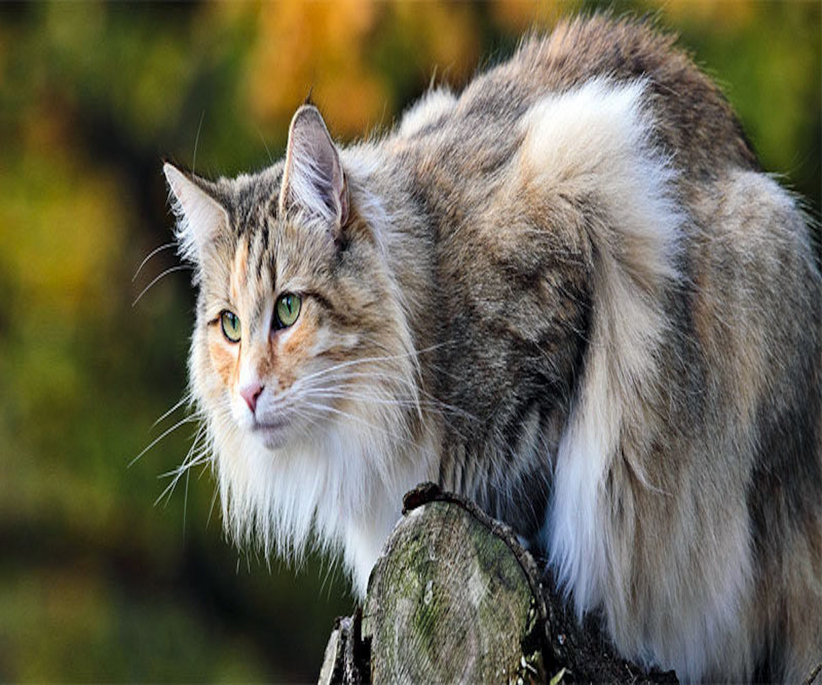 gatto foreste norvegesi sguardo intenso
