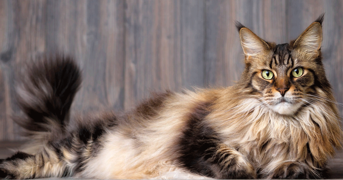 maine coon aspetto fiero