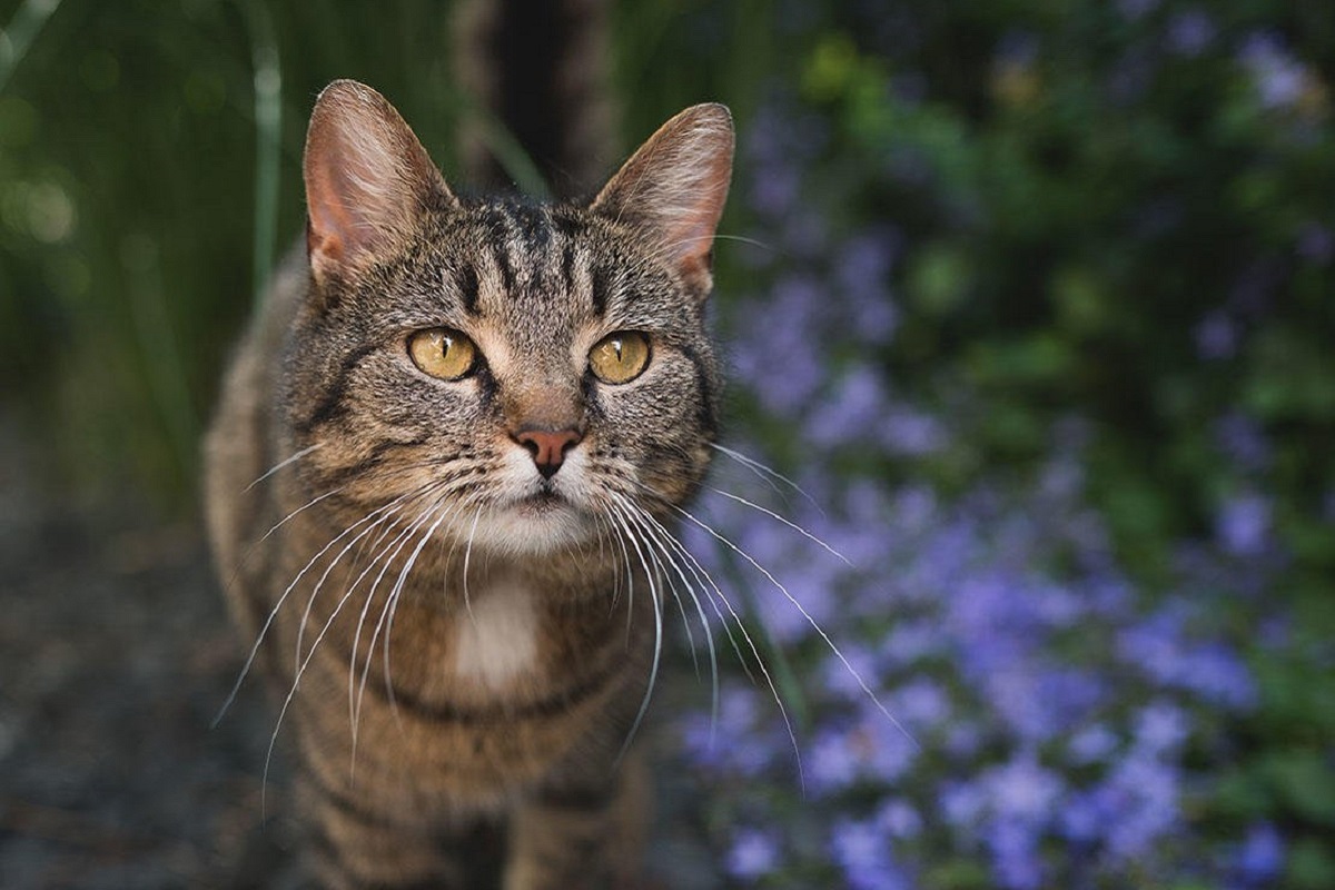 gatto nel bosco