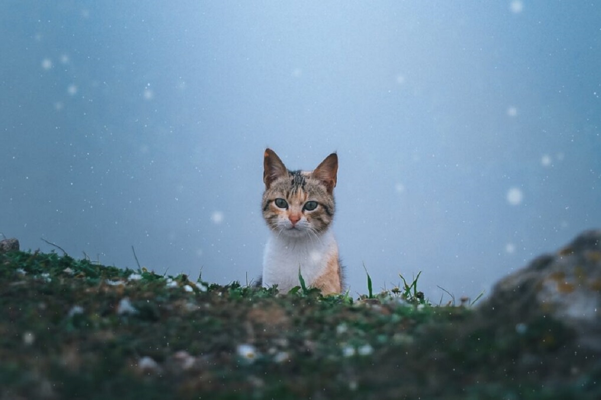 gattino che esplora