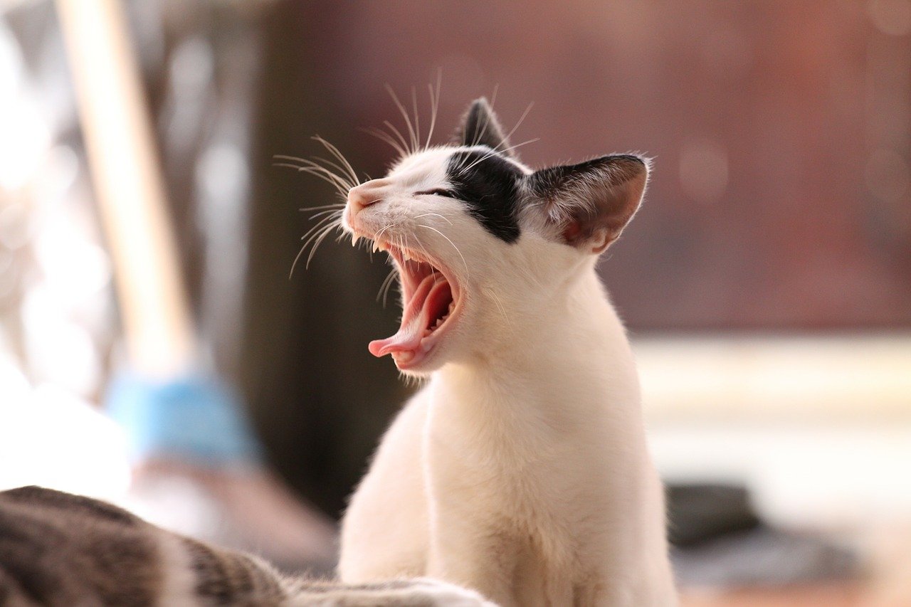 gatto bianco e nero