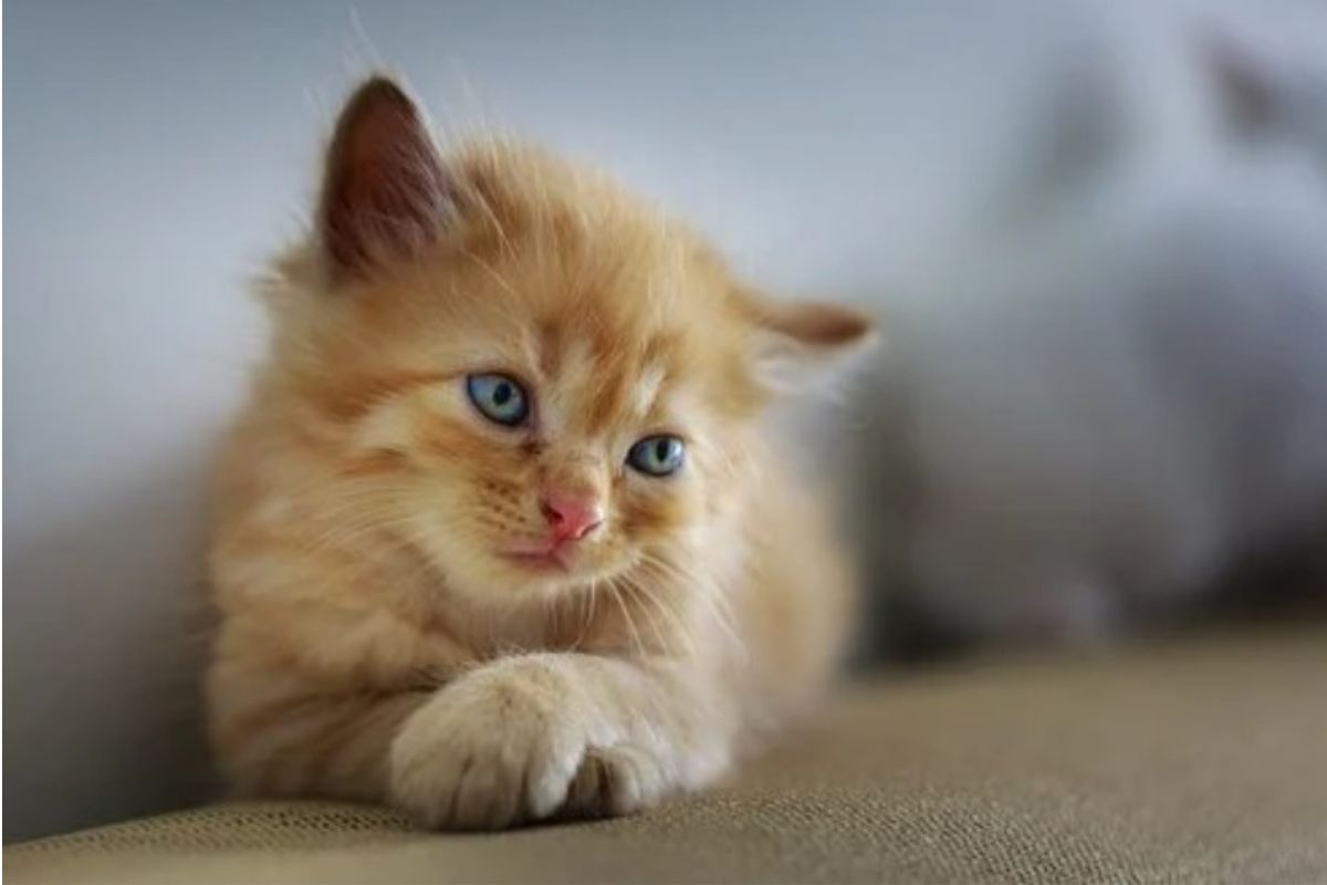 gatto color miele con occhi azzurri