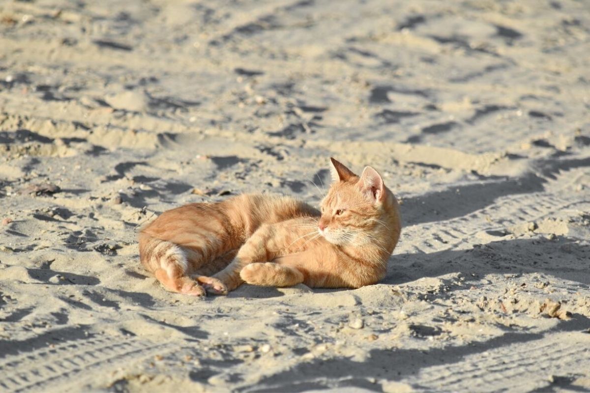 gatto in spiaggia disteso su un fianco