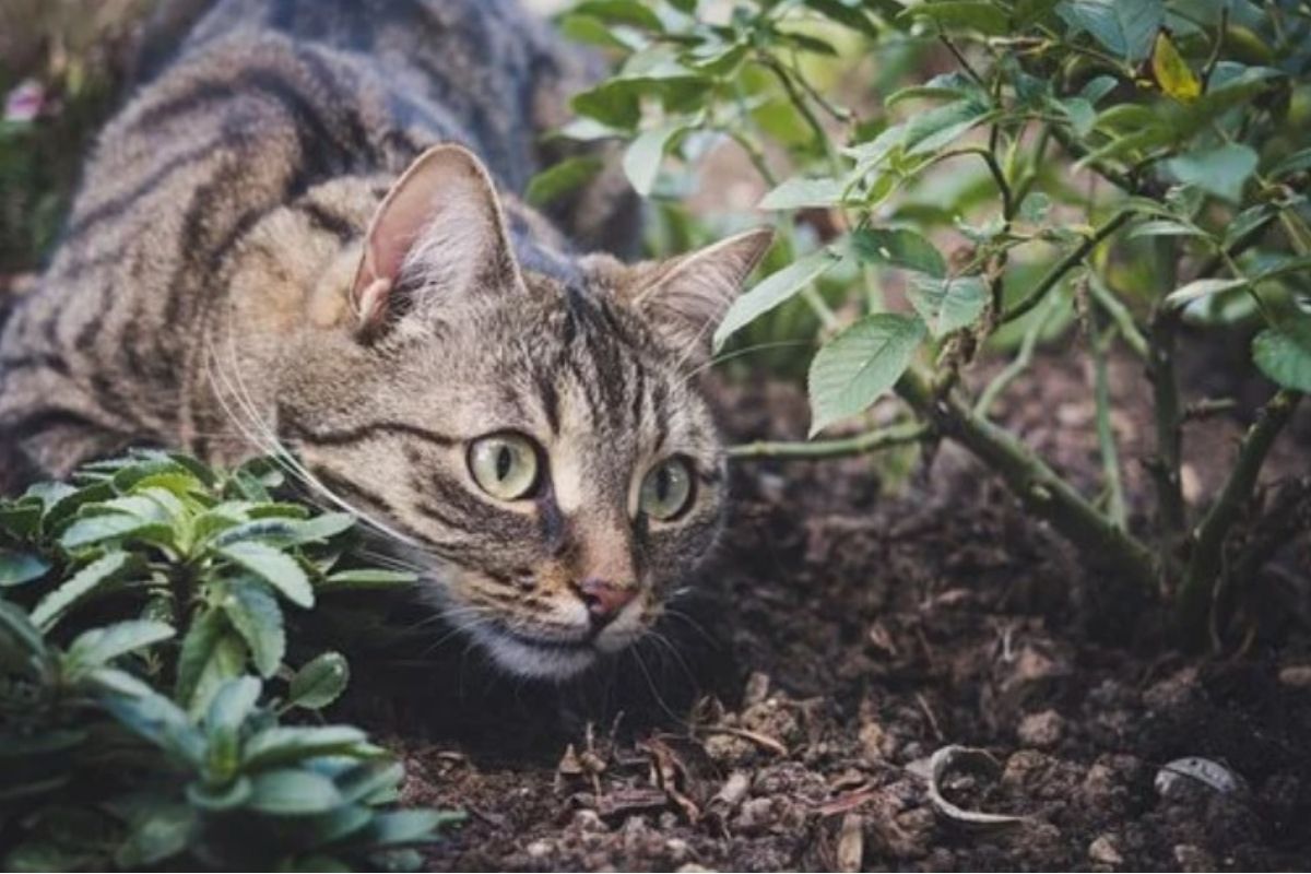 gatto mimetizzato