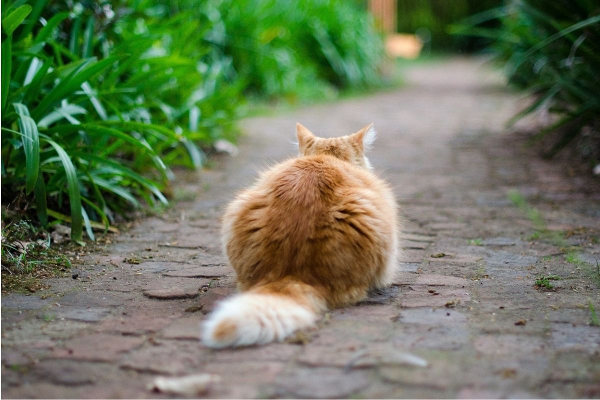 gatto di spalle con la coda a terra