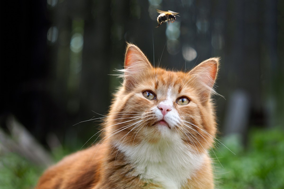 gatto che guarda un'ape