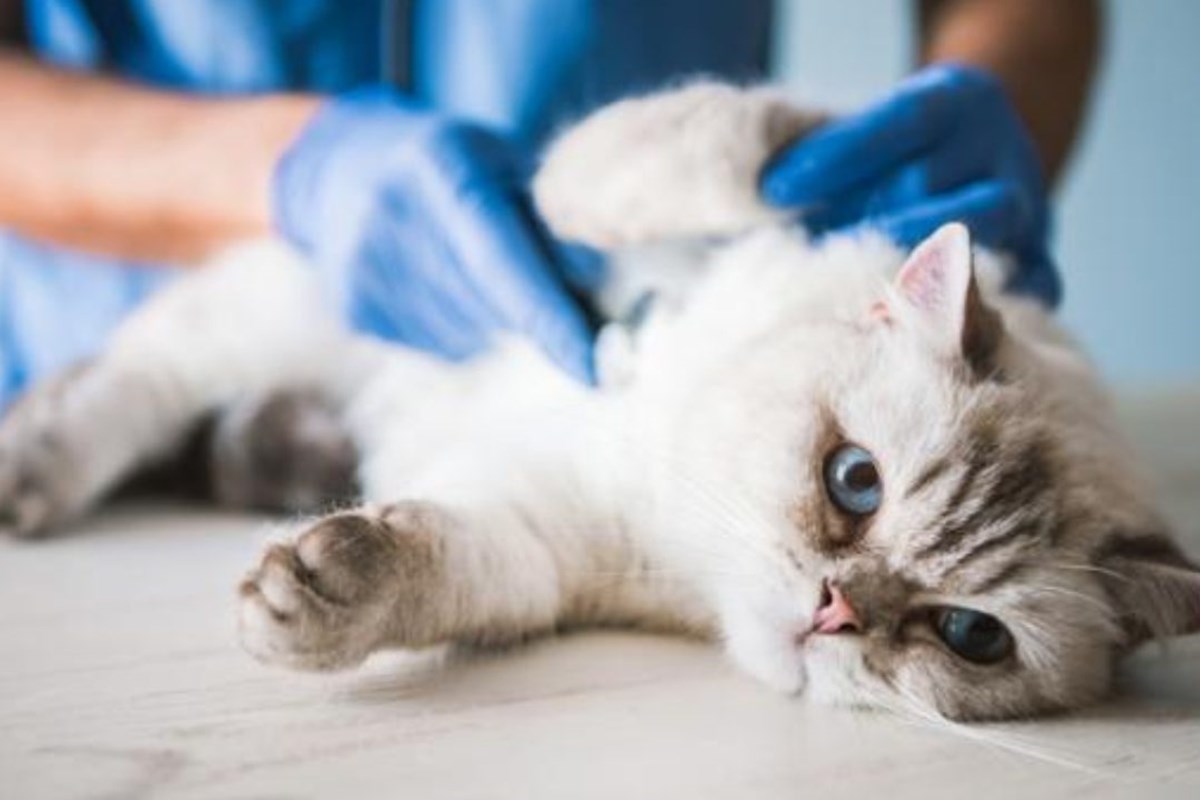 gatto dal veterinario