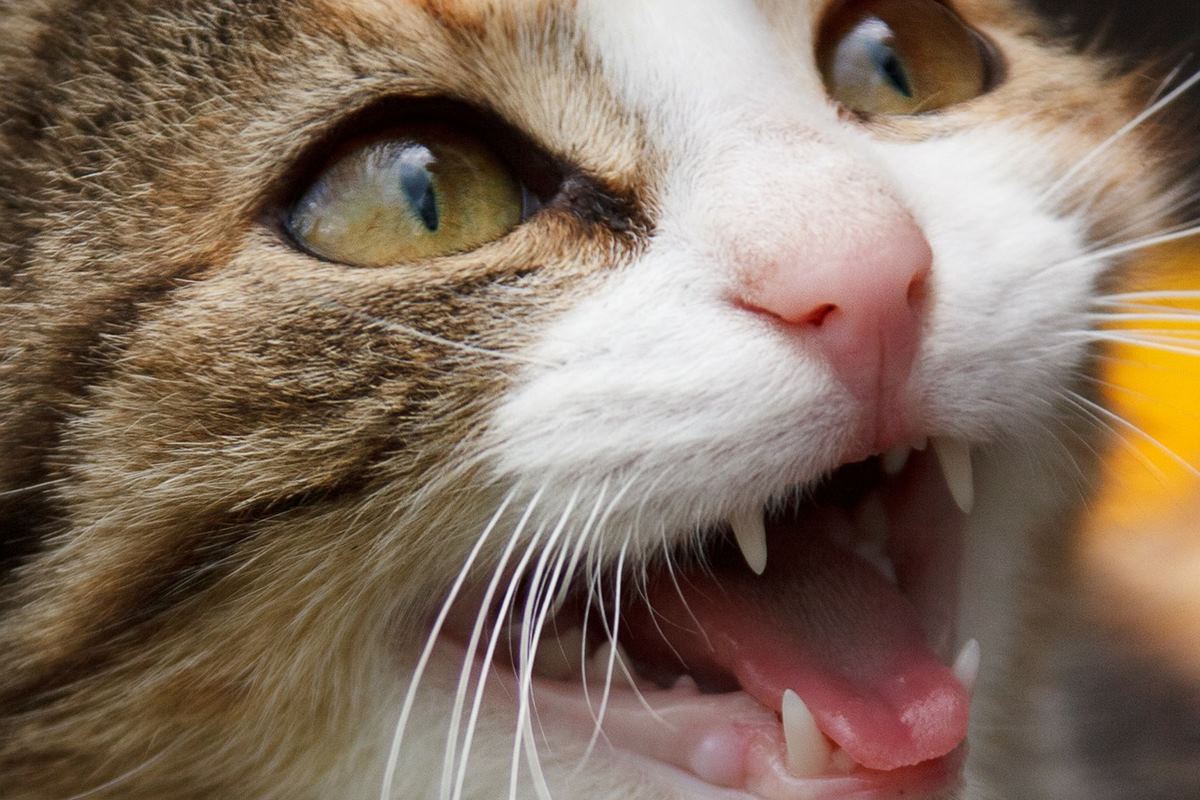 gatto che miagola