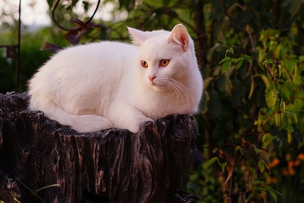 sindrome occhio secco del gatto