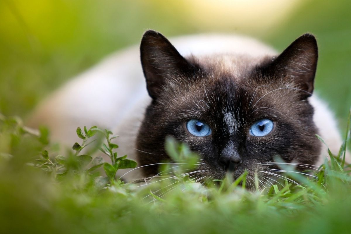 gatto siamese