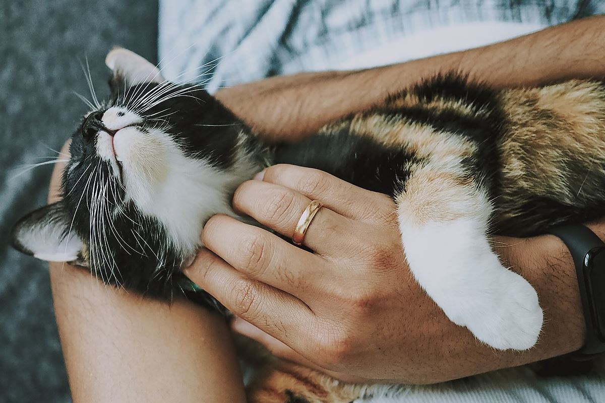 ragazzo che accarezza un gatto