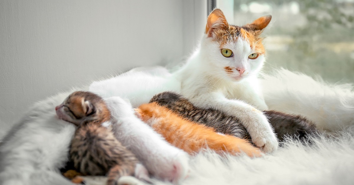 Togliere il gattino alla madre: quando si può fare e quando no