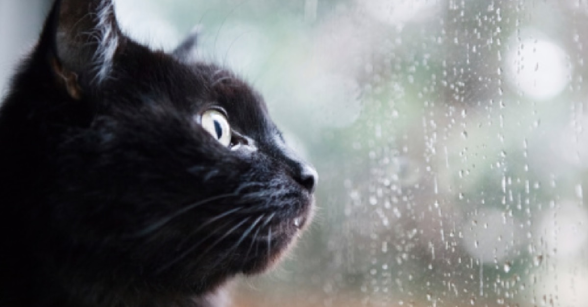 Un gattino europeo esce in giardino e cerca inutilmente di “catturare” la pioggia, il video dei suoi divertenti tentativi