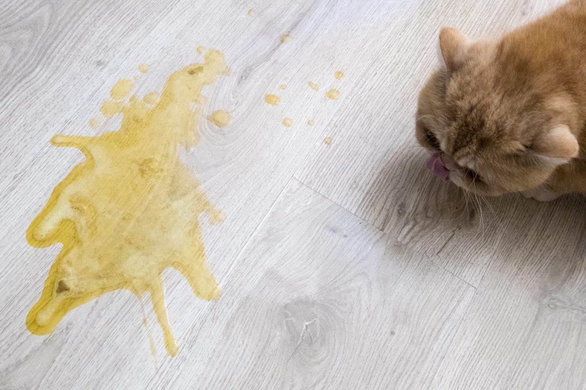 gatto vomita giallo con pelo