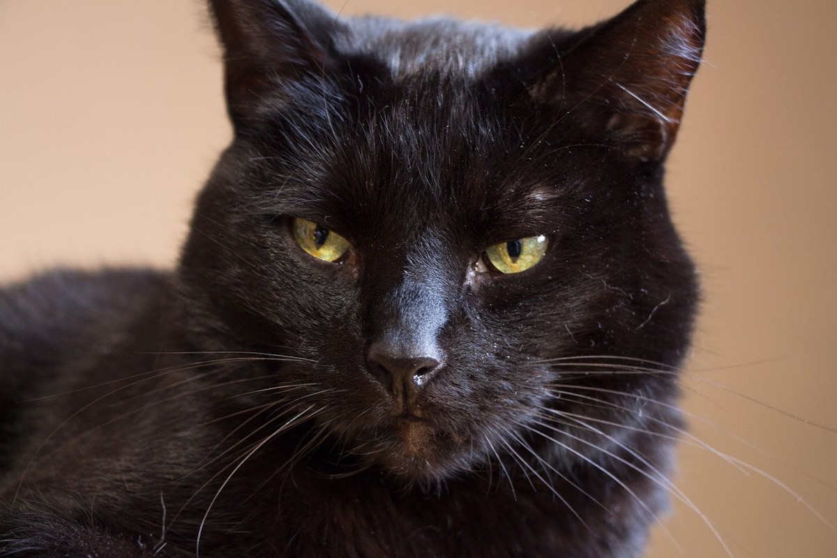 gatto nero con gli occhi gialli