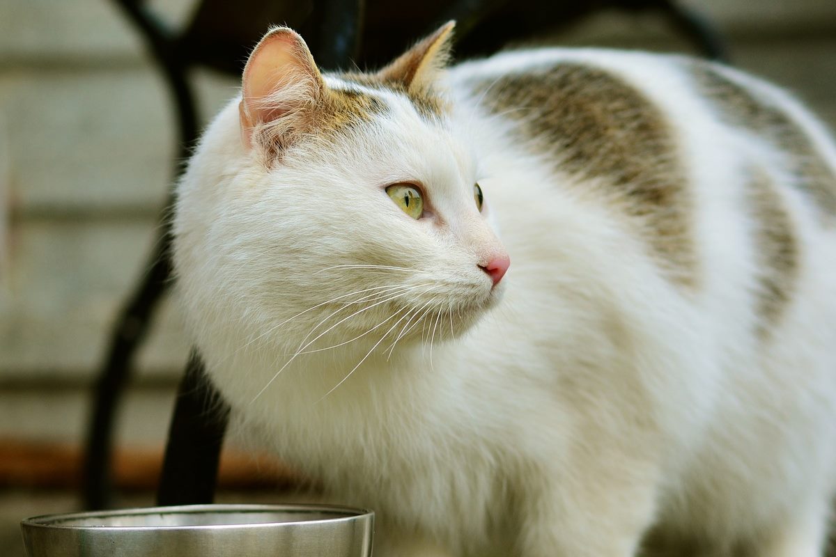 gatto con ciotola di metallo