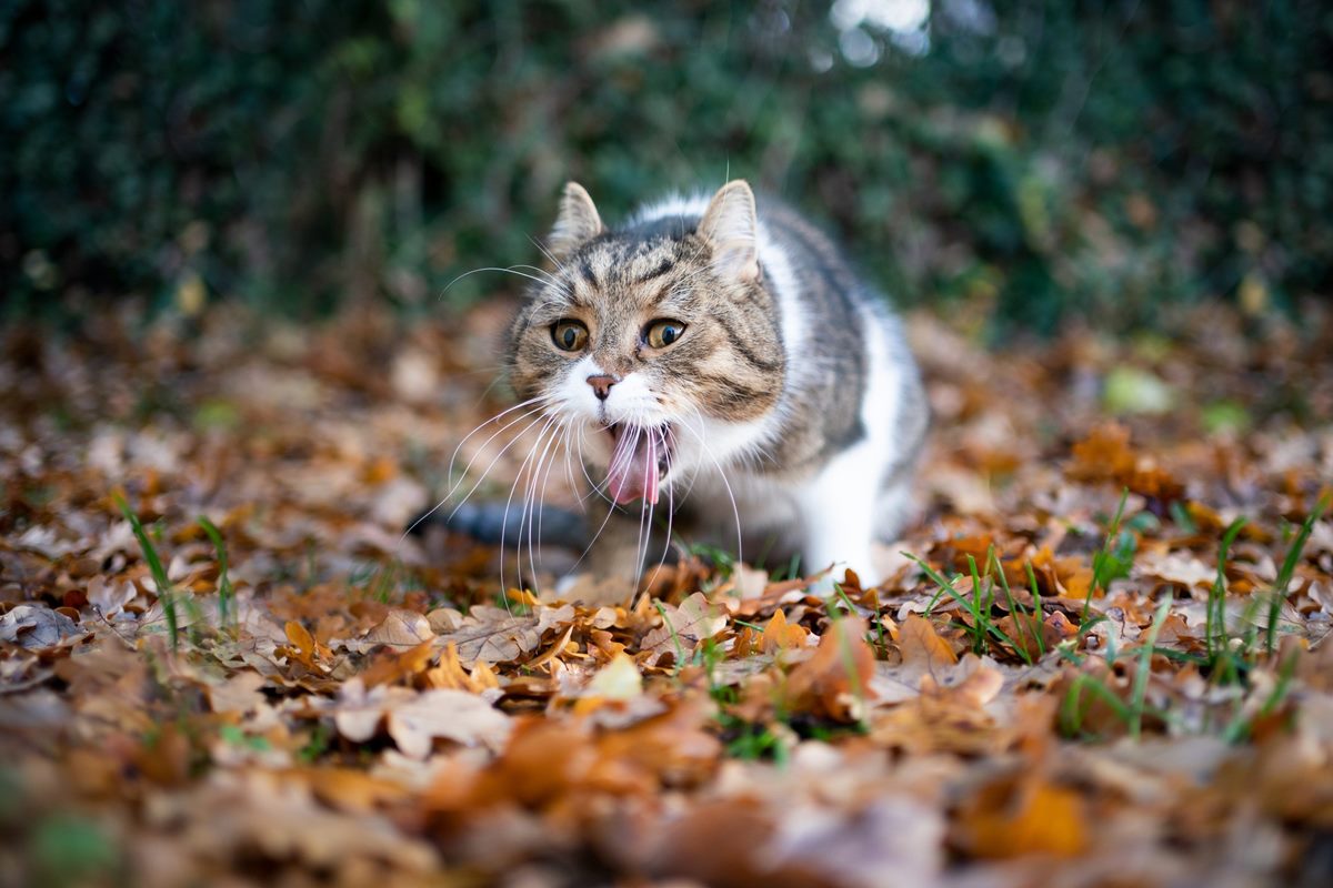 gatto che vomita