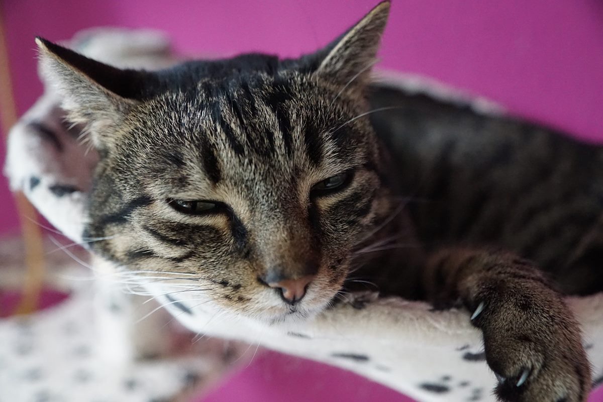 gatto che dorme sul suo lettino