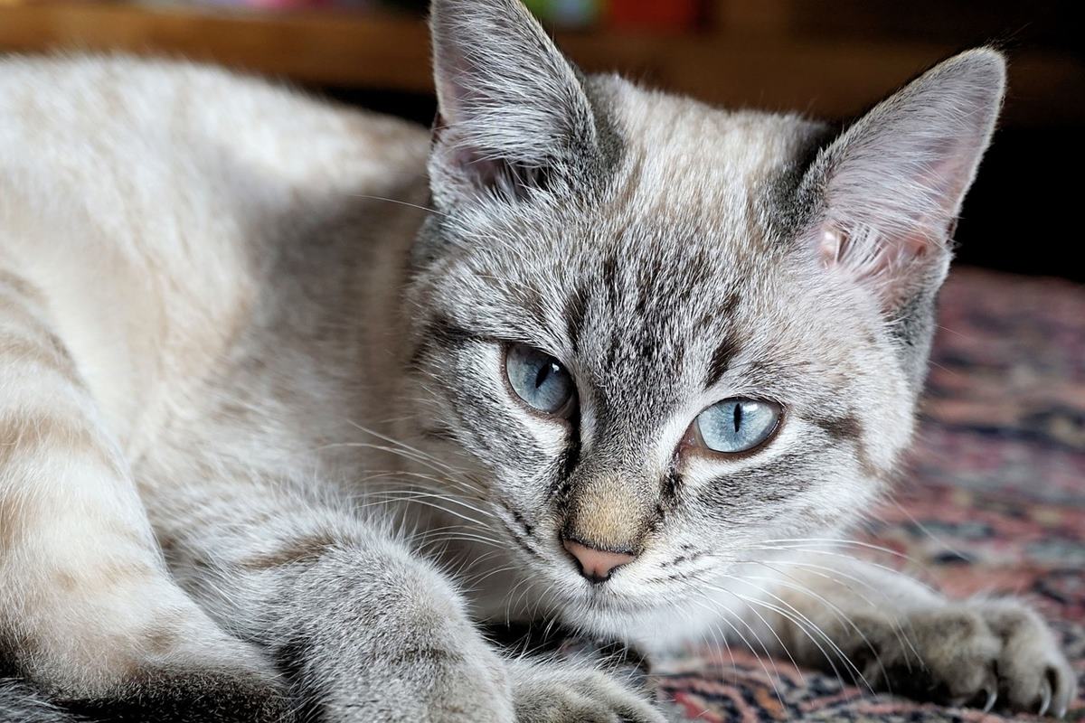 gatto di colore grigio