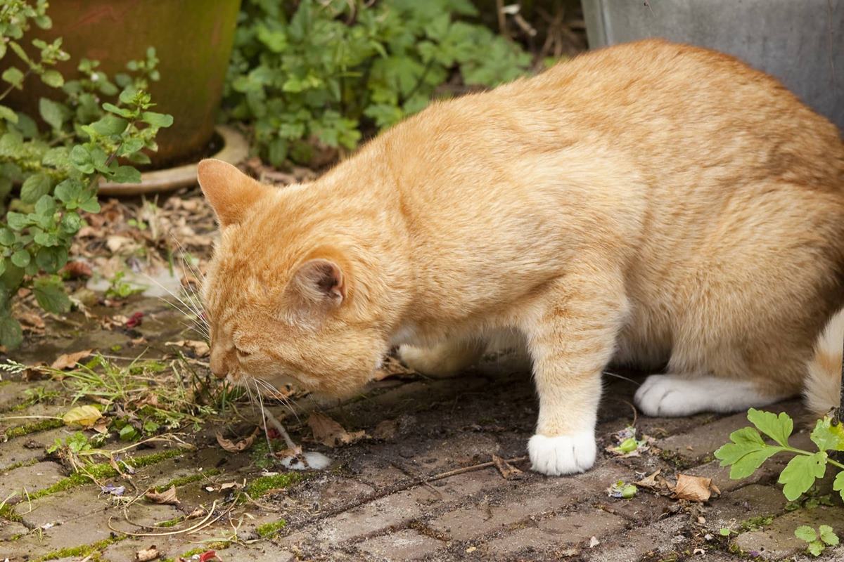 gatto che vomita