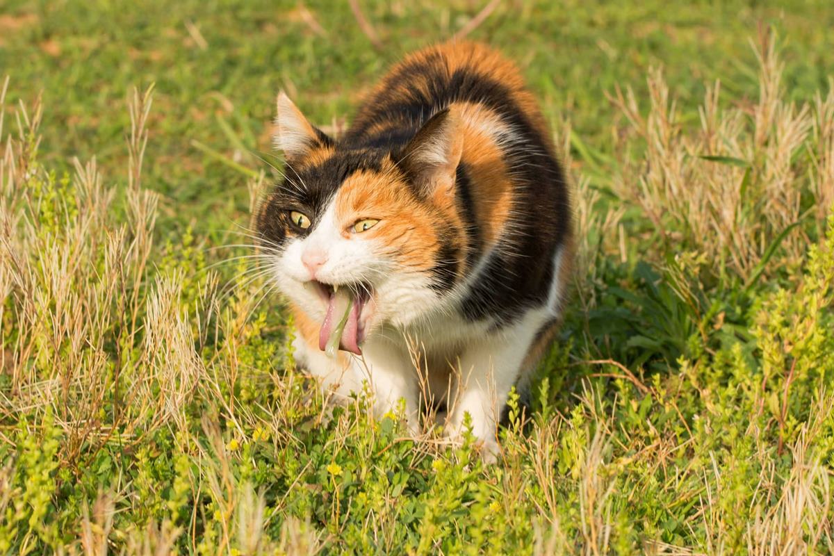 gatto vomita erba