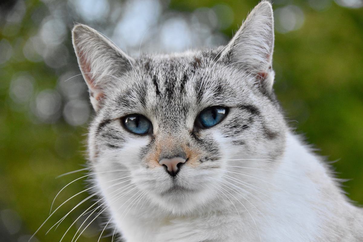 gatto con gli occhi azzurri