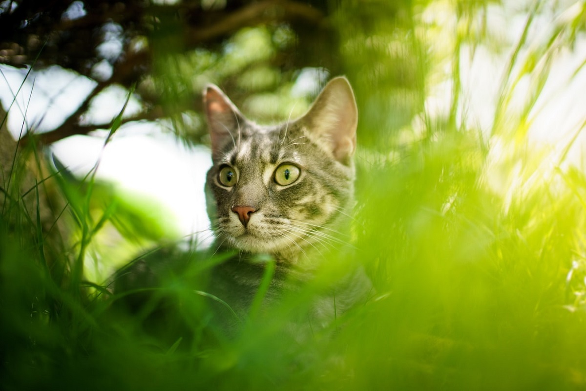 gatto tra la vegetazione