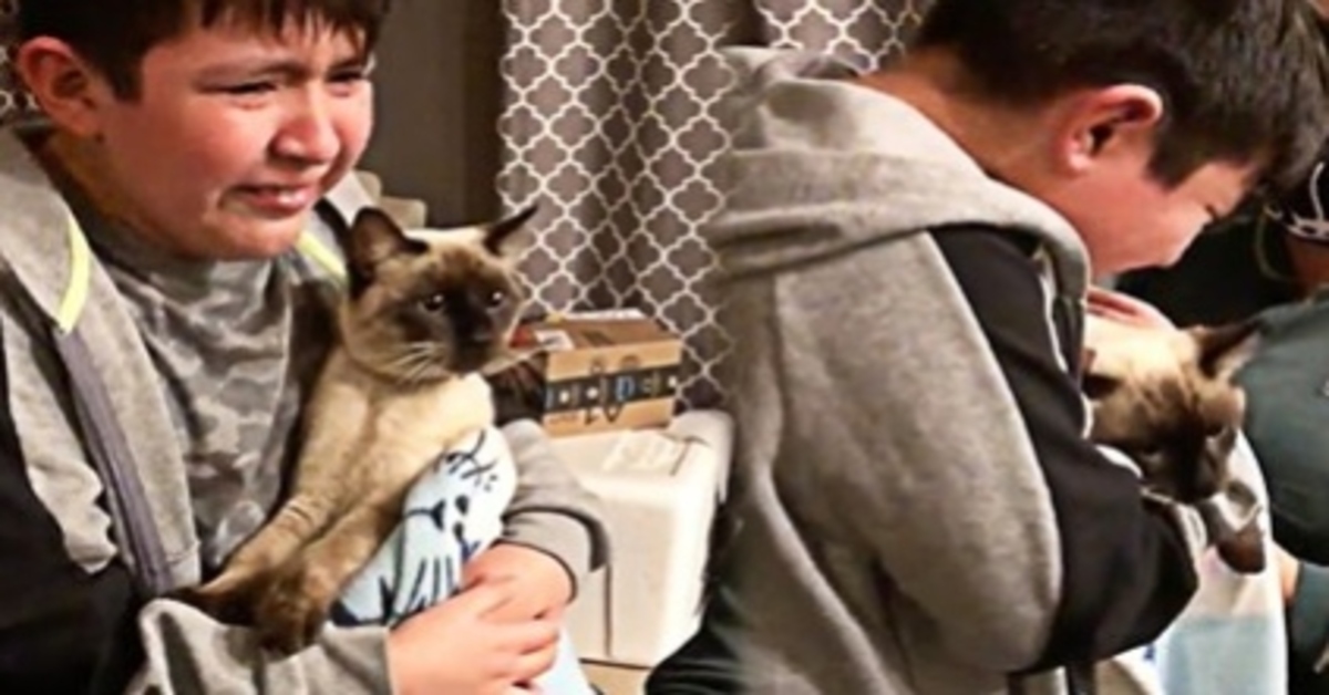 Franky, il gattino che ha riabbracciato il suo piccolo padroncino (VIDEO)