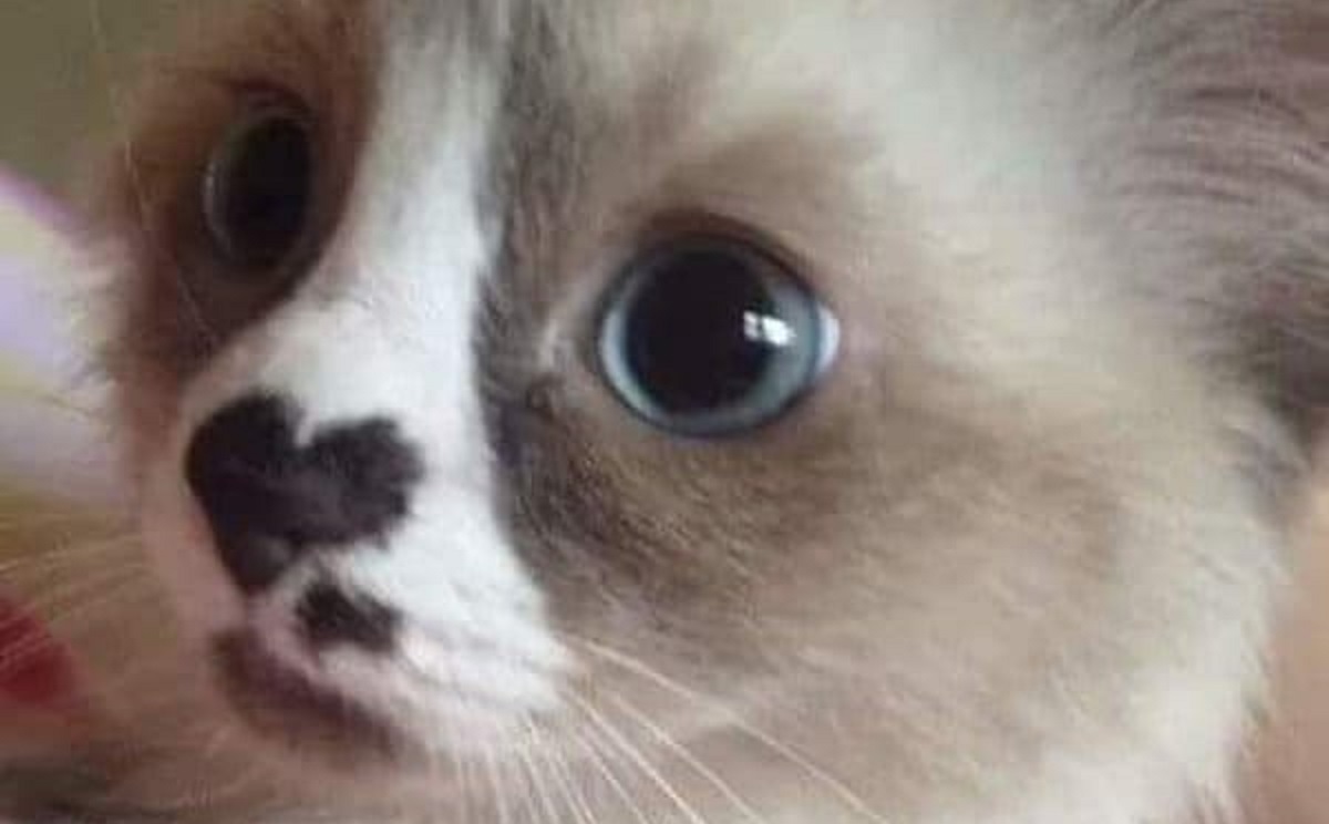 Gatti con segni particolari sul pelo-cuore sul naso