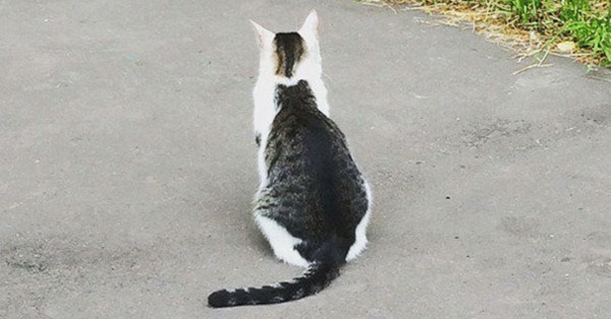 Gatti con segni particolari sul pelo- 2 gatti in 1
