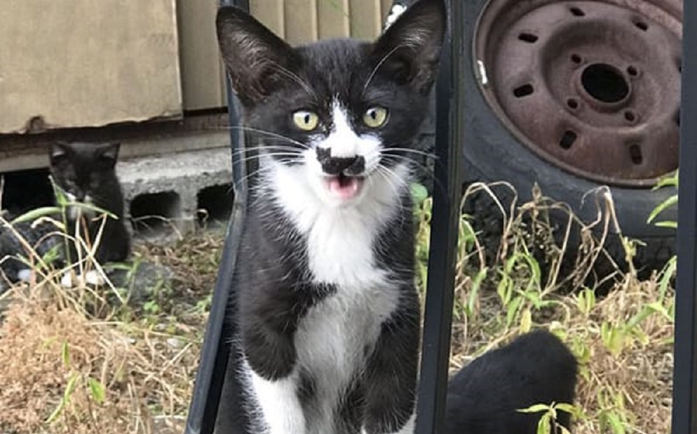 Gatto con gattino sul naso