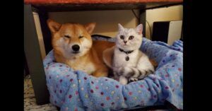 Il gattino British Shorthair paffuto deve sopportare le prese in giro dello Shiba Inu (VIDEO)