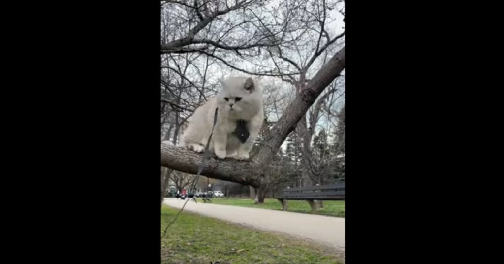 Gattino British shorthair che passeggia su un albero