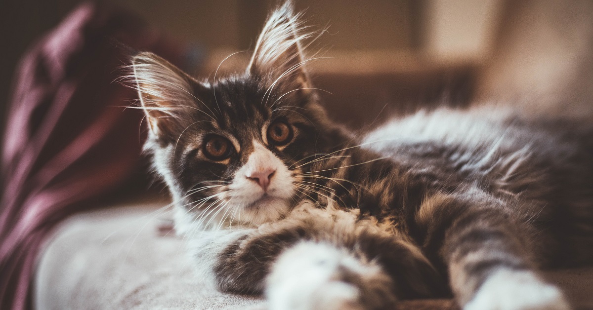 Gattino Maine Coon si lava la faccia al mattino