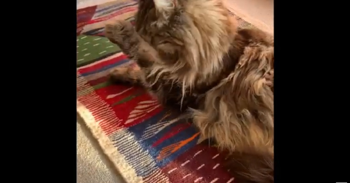 Gattino Maine Coon si lava la faccia al mattino