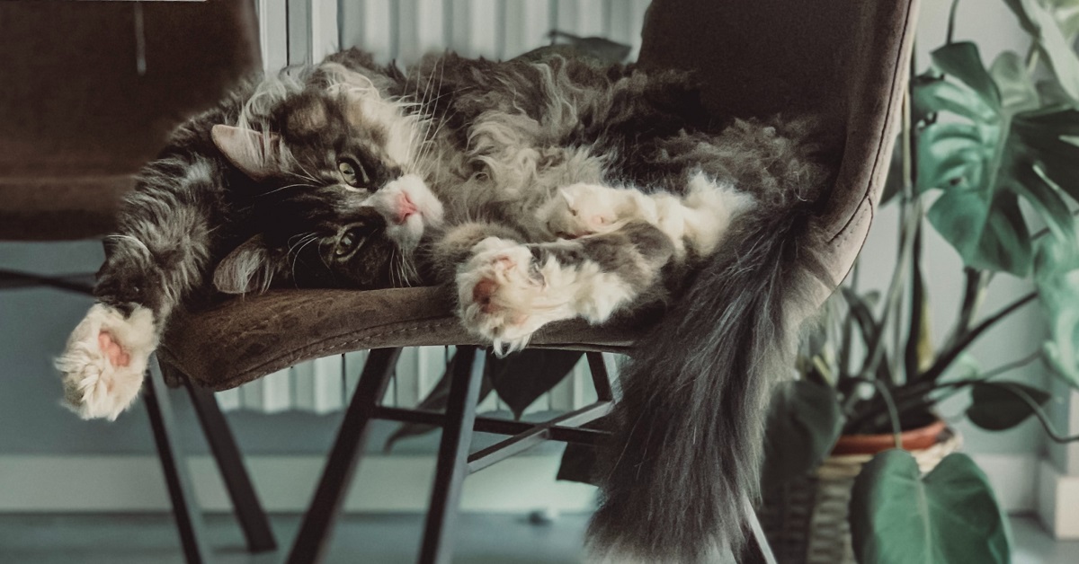 Il gattino Maine Coon si lava la faccia al mattino (VIDEO)