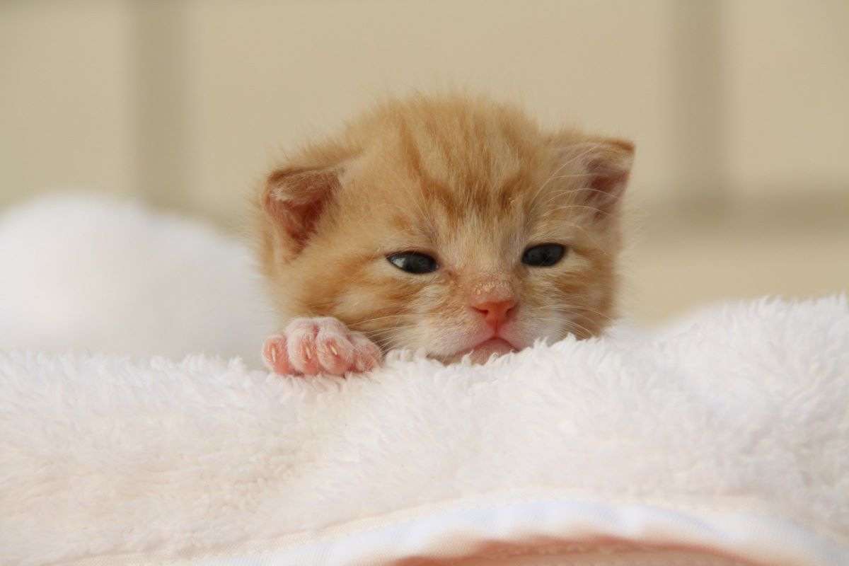 cucciolo di gatto appena nato